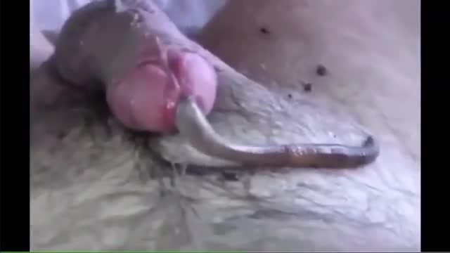 一名阳痿早泄的骚男用活体蚯蚓虫交阳茎偏方治疗勃起视频