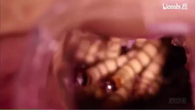 另类稀缺蛆虫交视频把骚逼扩开倒入阴道