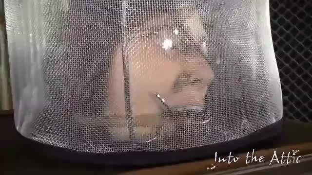 虫交折磨韵味熟妈强制扩嘴器撑开让各种飞蚁爬虫进喉视频