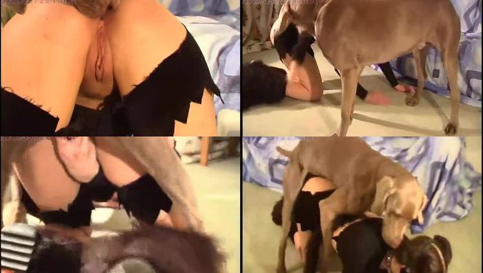 欧美人兽少妇把自己装扮成母狗骚样与猎犬兽交视频