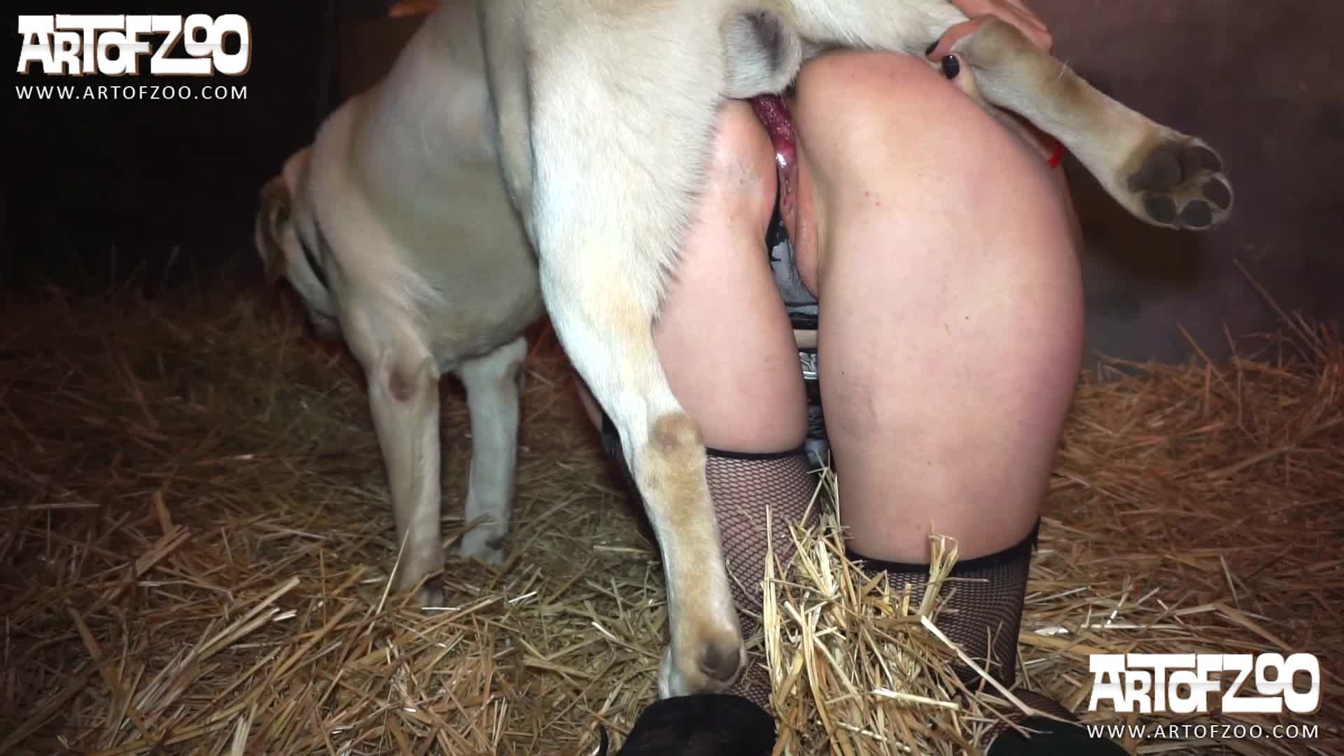 性癖另类的人兽寡妇与拉多宠狗操完逼又去猪圈找公猪兽交视频